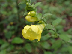 Aureolaria virginica