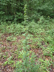 Aureolaria virginica