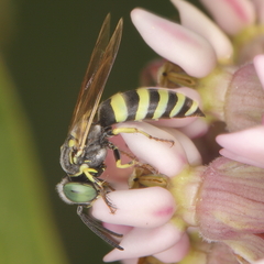 Microbembex monodonta