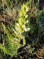 Pedicularis flava