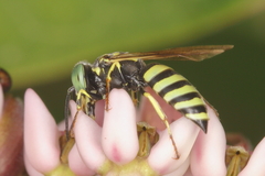 Microbembex monodonta