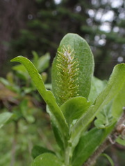 Salix commutata