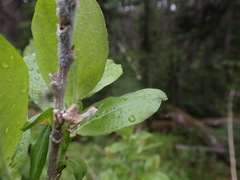 Salix commutata