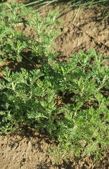Artemisia adamsii
