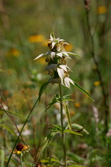 Monarda punctata intermedia
