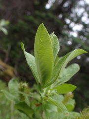 Salix commutata