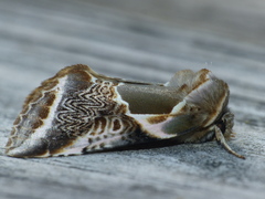 Habrosyne scripta