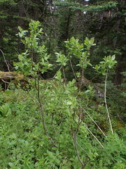 Salix commutata