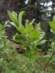 Salix commutata