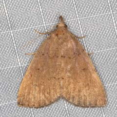 Zanclognatha protumnusalis