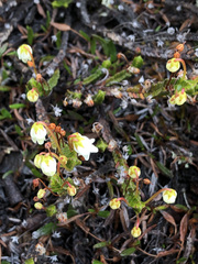 Cassiope tetragona tetragona