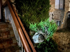 Juniperus virginiana