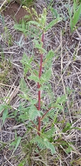 Astragalus mongholicus