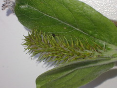 Salix commutata