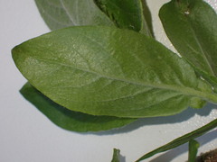 Salix commutata