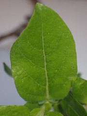 Salix commutata