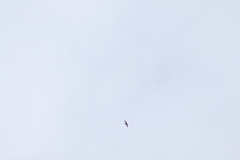 Streptoprocne semicollaris