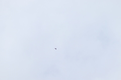 Streptoprocne semicollaris