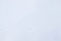 Streptoprocne semicollaris