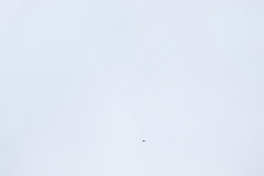 Streptoprocne semicollaris