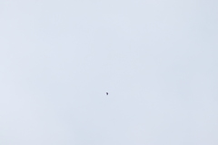 Streptoprocne semicollaris