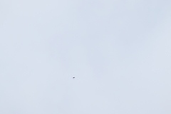 Streptoprocne semicollaris