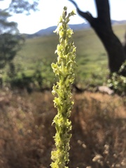Platanthera elongata