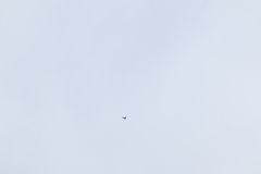 Streptoprocne semicollaris