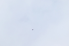 Streptoprocne semicollaris