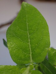 Salix commutata