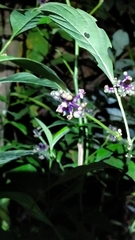 Palicourea gracilenta
