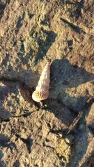 Cerithideopsis