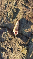 Cerithideopsis