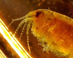 Hyalellidae