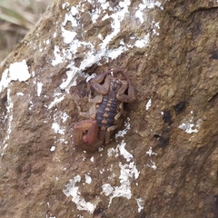Centruroides nigrovariatus