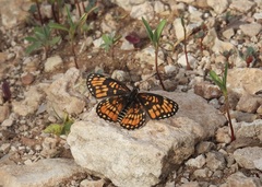 Chlosyne definita