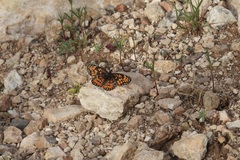 Chlosyne definita
