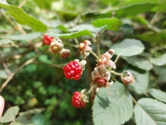 Rubus adenotrichos