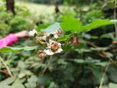 Rubus adenotrichos