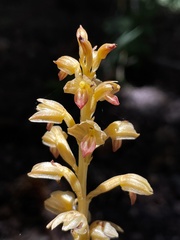 Corallorhiza striata vreelandii