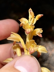 Corallorhiza striata vreelandii