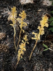 Corallorhiza striata vreelandii