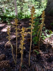 Corallorhiza striata vreelandii