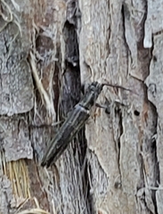 Hippopsis lemniscata