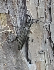 Hippopsis lemniscata