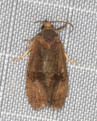 Evora hemidesma