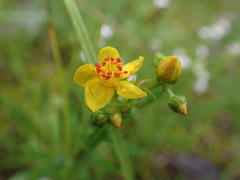 Hypericum sphaerocarpum