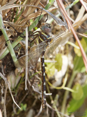 Macromia annulata