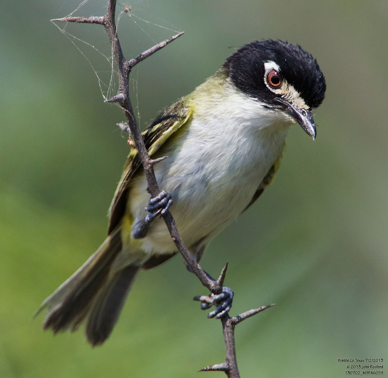 Black-capped Vireo illustration