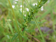 Hypericum sphaerocarpum